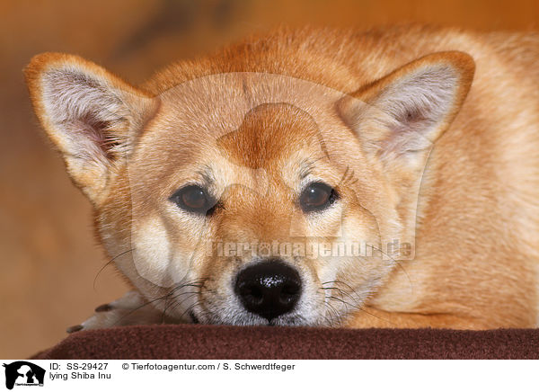 liegender Shiba Inu / lying Shiba Inu / SS-29427