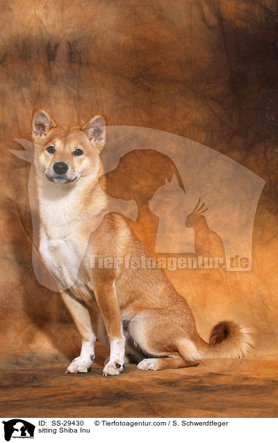 sitzender Shiba Inu / sitting Shiba Inu / SS-29430