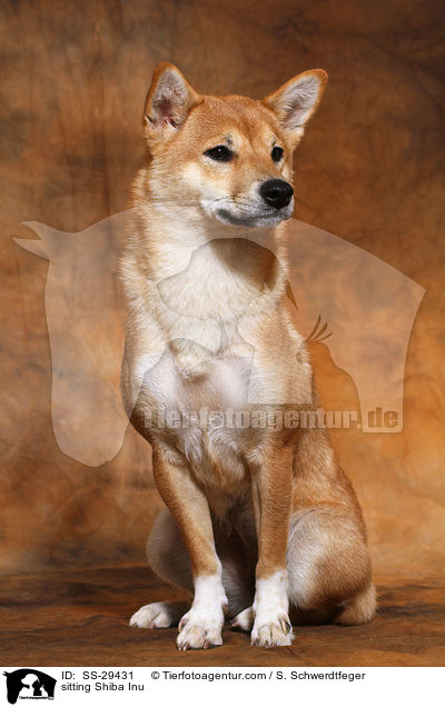 sitzender Shiba Inu / sitting Shiba Inu / SS-29431