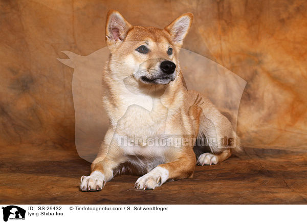 liegender Shiba Inu / lying Shiba Inu / SS-29432