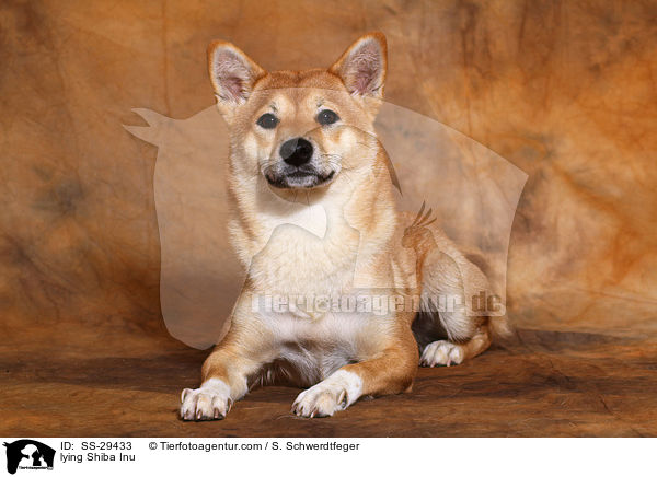 liegender Shiba Inu / lying Shiba Inu / SS-29433