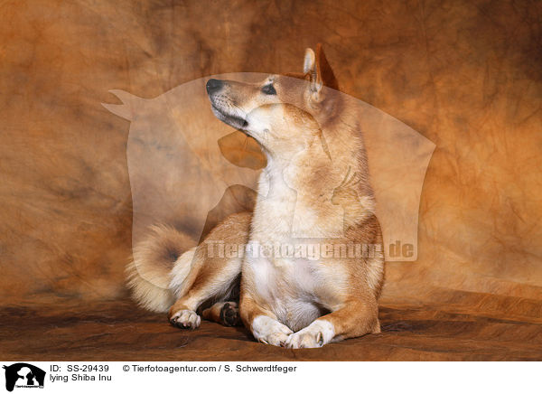 liegender Shiba Inu / lying Shiba Inu / SS-29439