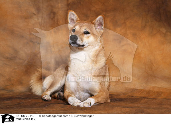 liegender Shiba Inu / lying Shiba Inu / SS-29440