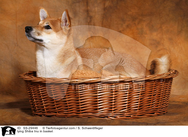 liegender Shiba Inu im Krbchen / lying Shiba Inu in basket / SS-29446