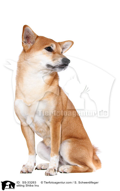 sitzender Shiba Inu / sitting Shiba Inu / SS-33263