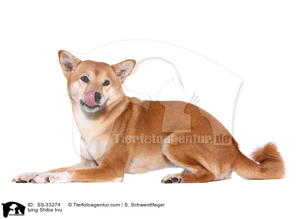 liegender Shiba Inu / lying Shiba Inu / SS-33274