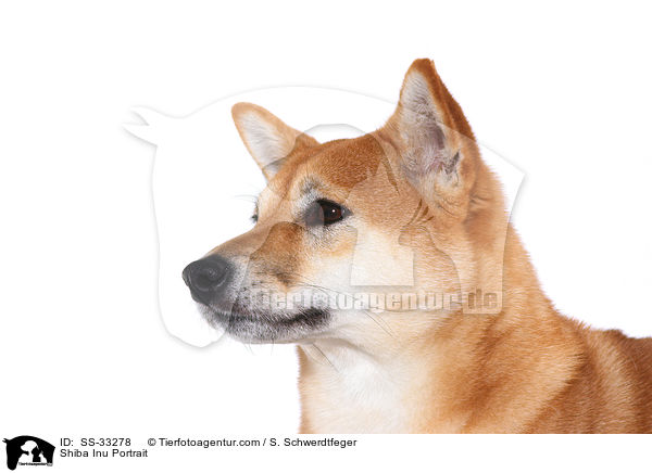 Shiba Inu Portrait / Shiba Inu Portrait / SS-33278