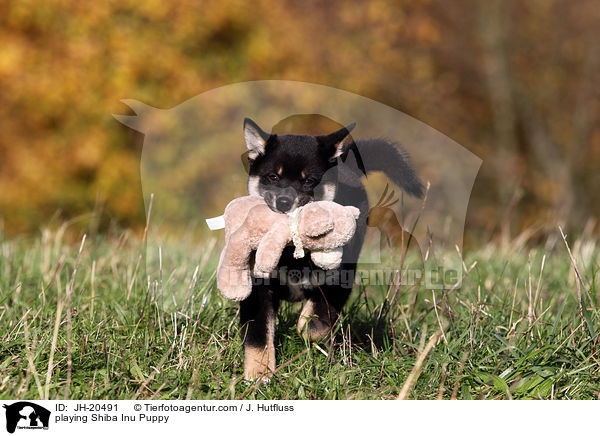 spielender Shiba Inu Welpe / playing Shiba Inu Puppy / JH-20491