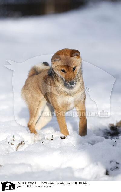 junger Shiba Inu im Schnee / young Shiba Inu in snow / RR-77037