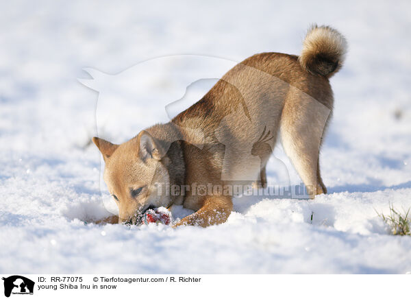 junger Shiba Inu im Schnee / young Shiba Inu in snow / RR-77075