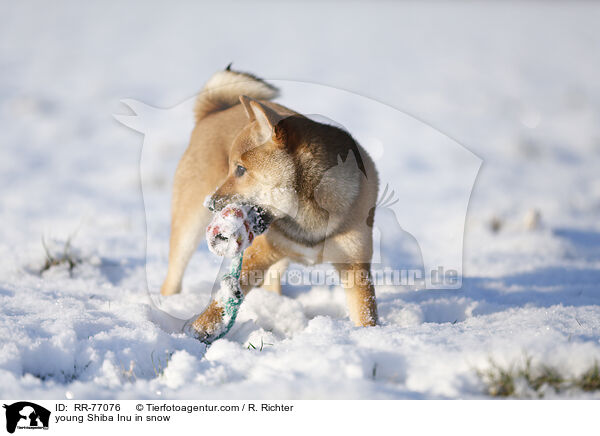 junger Shiba Inu im Schnee / young Shiba Inu in snow / RR-77076