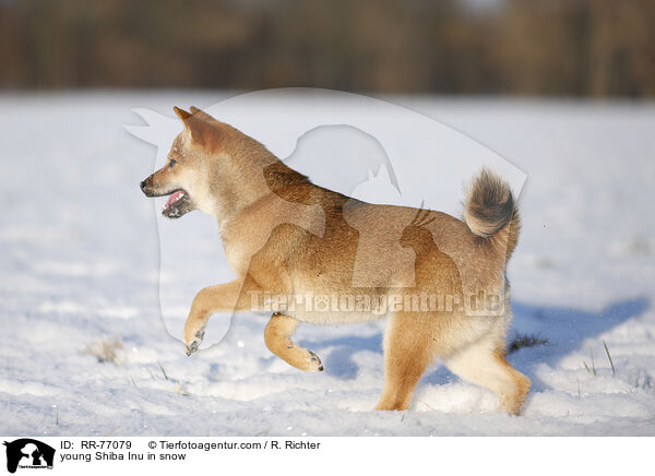 junger Shiba Inu im Schnee / young Shiba Inu in snow / RR-77079