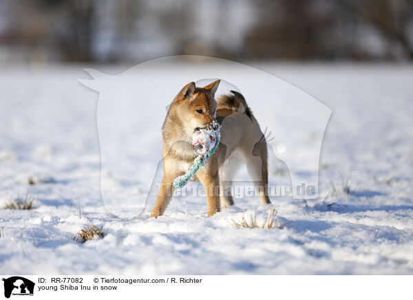 junger Shiba Inu im Schnee / young Shiba Inu in snow / RR-77082