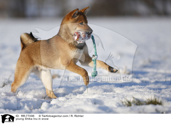 junger Shiba Inu im Schnee / young Shiba Inu in snow / RR-77096