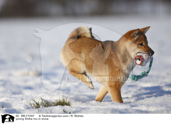 junger Shiba Inu im Schnee / young Shiba Inu in snow / RR-77097