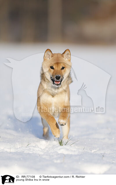 junger Shiba Inu im Schnee / young Shiba Inu in snow / RR-77108