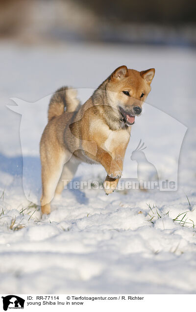 young Shiba Inu in snow / RR-77114
