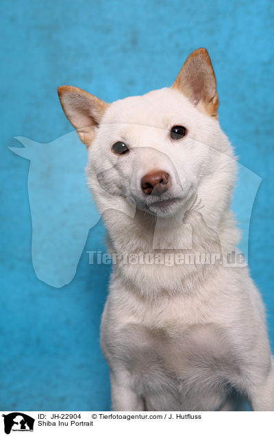 Shiba Inu Portrait / Shiba Inu Portrait / JH-22904