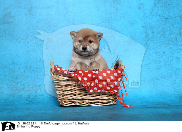 Shiba Inu Welpe / Shiba Inu Puppy / JH-22921