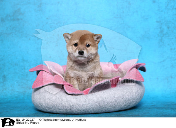 Shiba Inu Welpe / Shiba Inu Puppy / JH-22927