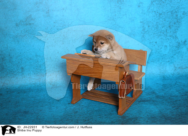 Shiba Inu Welpe / Shiba Inu Puppy / JH-22931