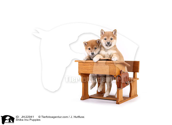 Shiba Inu Welpen / Shiba Inu Puppies / JH-22941