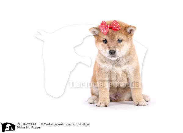 Shiba Inu Welpe / Shiba Inu Puppy / JH-22948