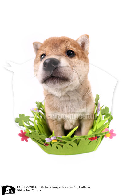 Shiba Inu Welpe / Shiba Inu Puppy / JH-22964