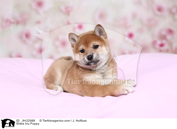 Shiba Inu Welpe / Shiba Inu Puppy / JH-22988