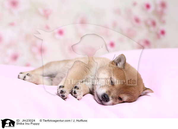 Shiba Inu Welpe / Shiba Inu Puppy / JH-23024