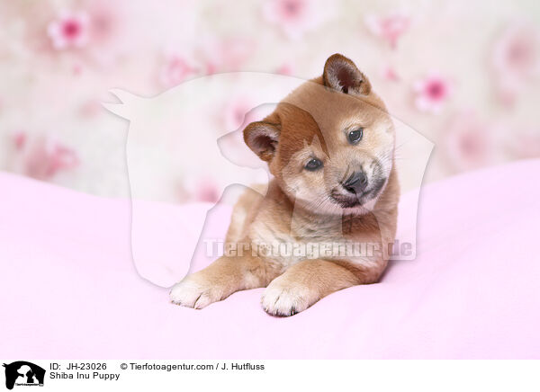 Shiba Inu Welpe / Shiba Inu Puppy / JH-23026