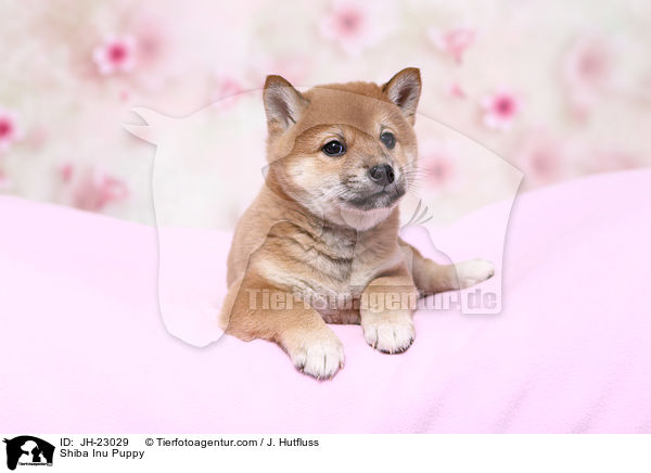 Shiba Inu Welpe / Shiba Inu Puppy / JH-23029