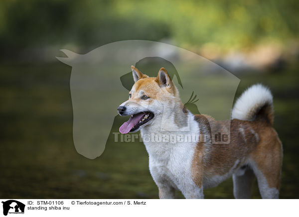 stehender Shiba Inu / standing shiba inu / STM-01106