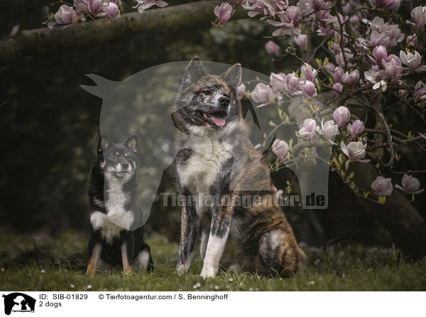 2 Hunde / 2 dogs / SIB-01829