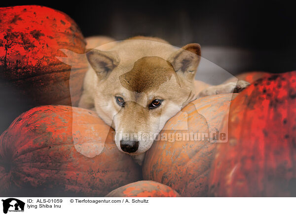 liegender Shiba Inu / lying Shiba Inu / ALS-01059