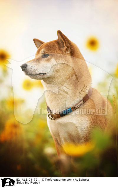 Shiba Inu Portrait / Shiba Inu Portrait / ALS-01176