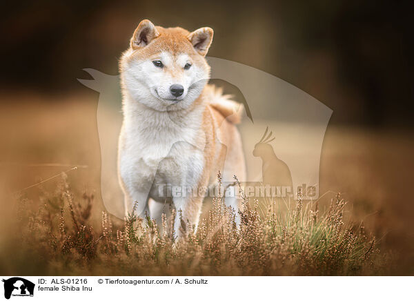 Shiba Inu Hndin / female Shiba Inu / ALS-01216