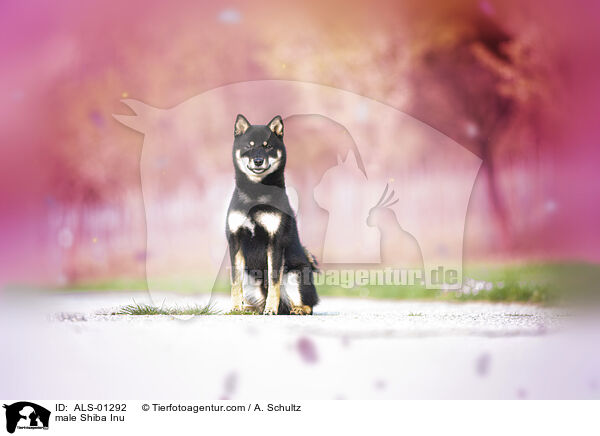 Shiba Inu Rde / male Shiba Inu / ALS-01292