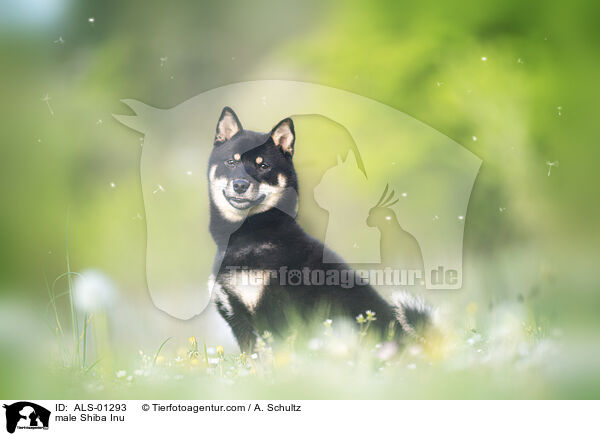 Shiba Inu Rde / male Shiba Inu / ALS-01293