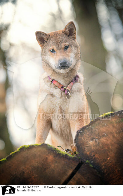 Shiba Inu Hndin / female Shiba Inu / ALS-01337