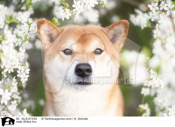 Shiba Inu Rde / male Shiba Inu / ALS-01345