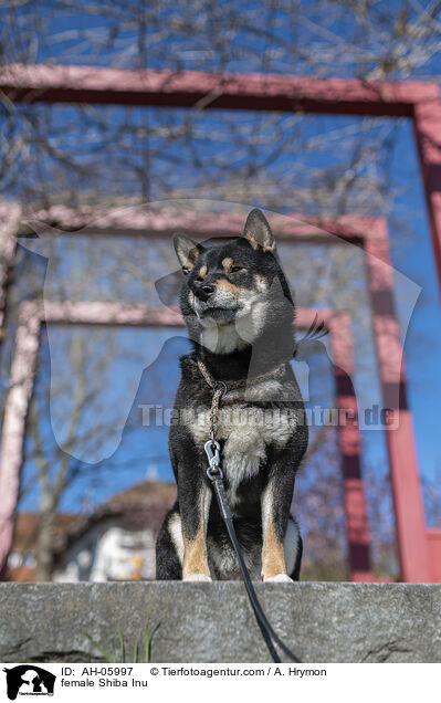 Shiba Inu Hndin / female Shiba Inu / AH-05997