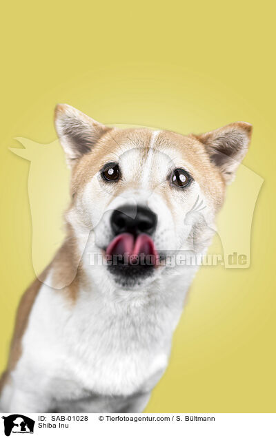 Shiba Inu / Shiba Inu / SAB-01028