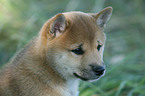 Shiba Inu puppy