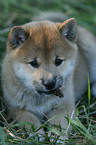 Shiba Inu puppy