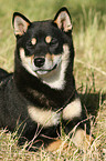 Shiba Inu