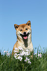 Shiba Inu