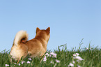 Shiba Inu on meadow