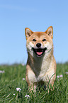 Shiba Inu on meadow