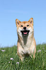 Shiba Inu on meadow